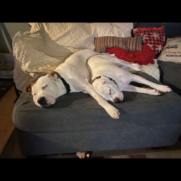 Meet your Posher, Telesa - Picture 4 of 7